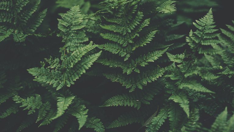 Green is our New Normal