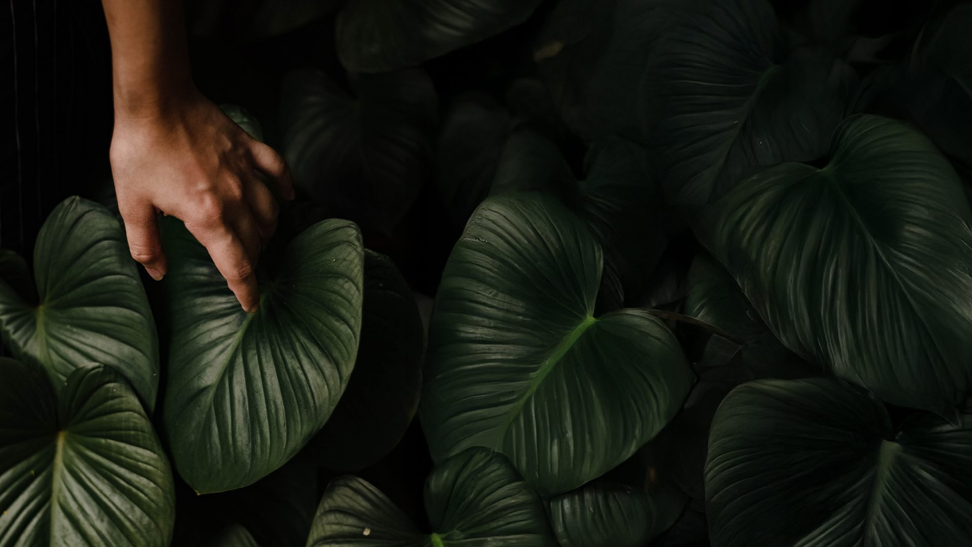 hero-blog_big-impact-small-footprint_02-6